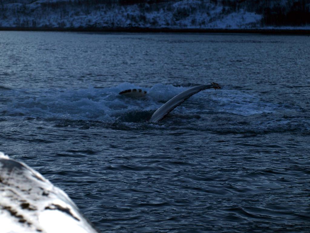 Tromso 0299.JPG