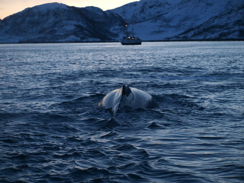 Tromso 0302.JPG