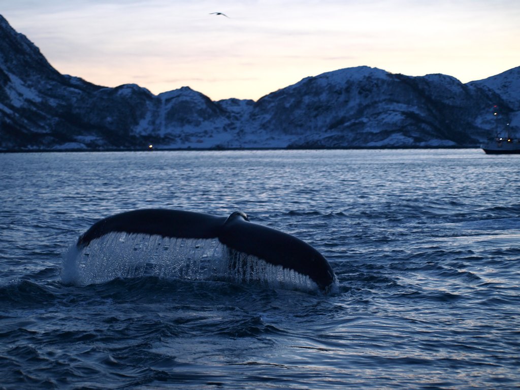 Tromso 0303.JPG