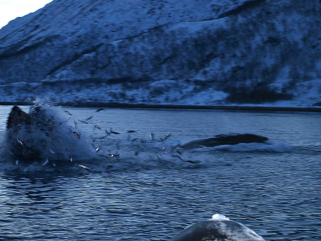 Tromso 0308.JPG
