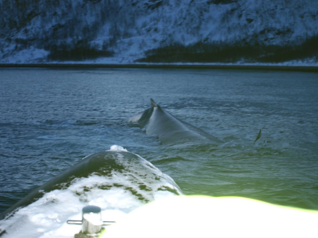 Tromso 0310.JPG