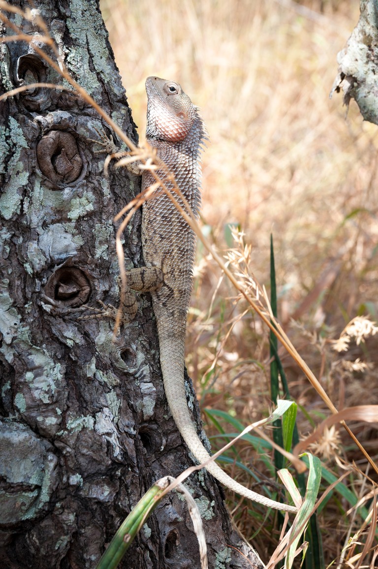 Sri Lanka 2017-6615.jpg