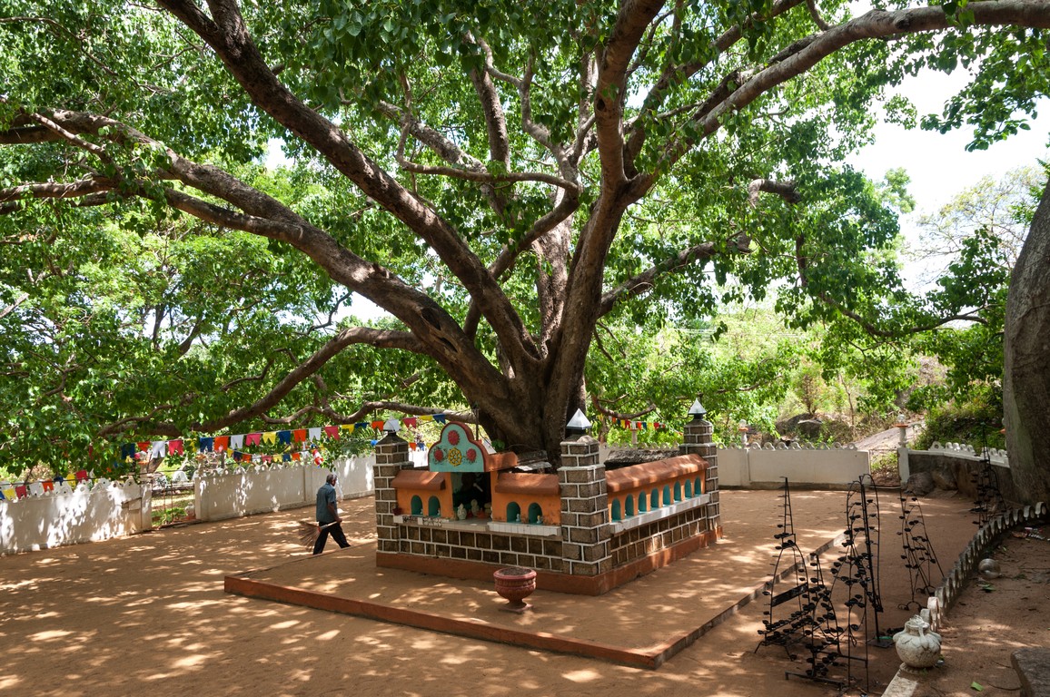 Sri Lanka 2017-6622.jpg