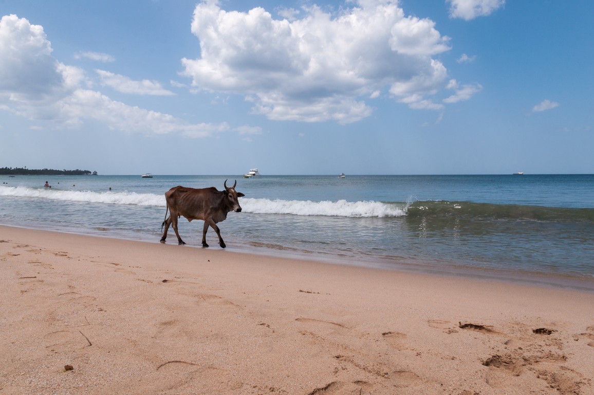 Sri Lanka 2017-6733.jpg