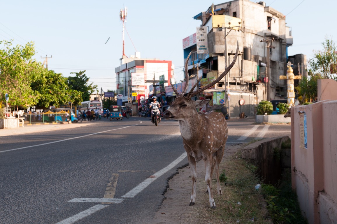 Sri Lanka 2017-6775.jpg