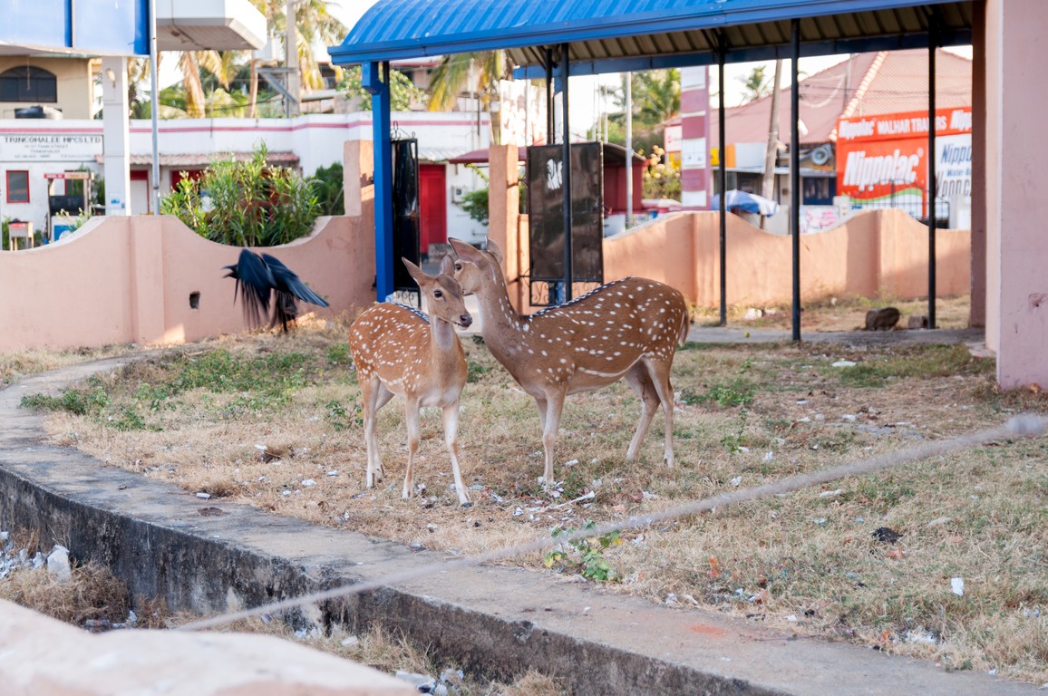 Sri Lanka 2017-6776.jpg