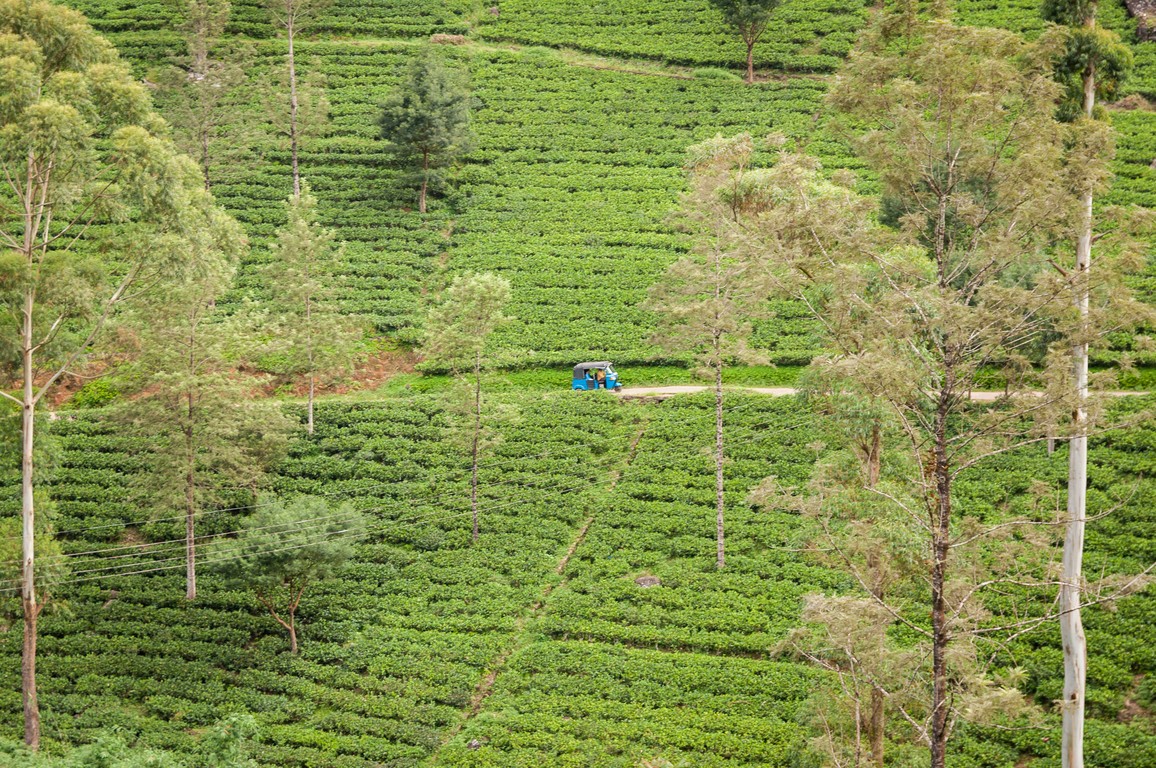 Sri Lanka 2017-7279.jpg