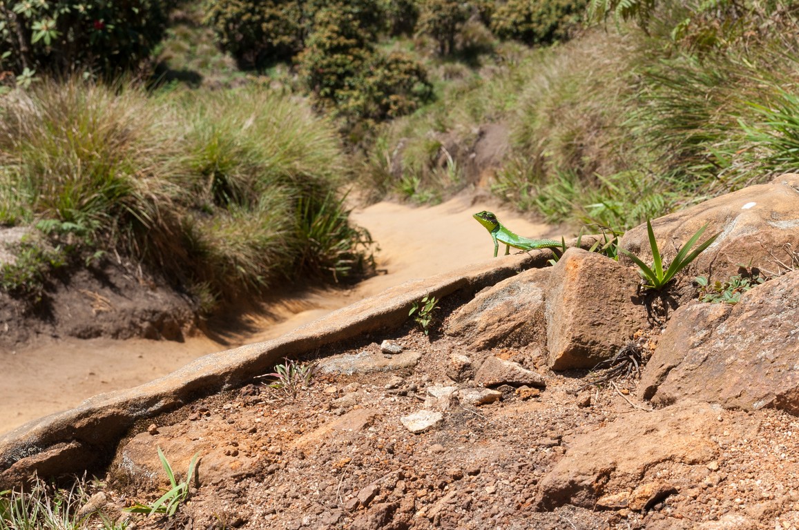 Sri Lanka 2017-7358.jpg