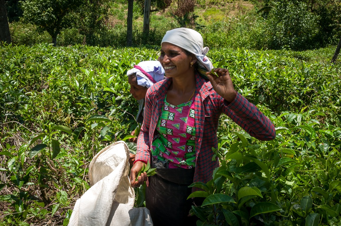 Sri Lanka 2017-7471.jpg