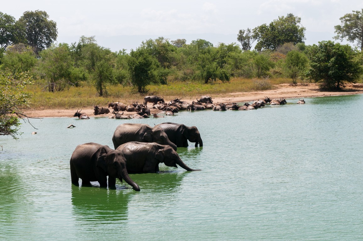 Sri Lanka 2017-7517.jpg