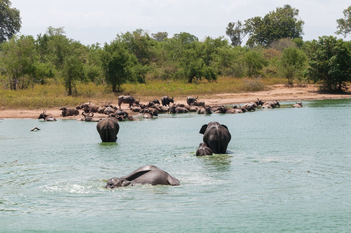 Sri Lanka 2017-7522.jpg