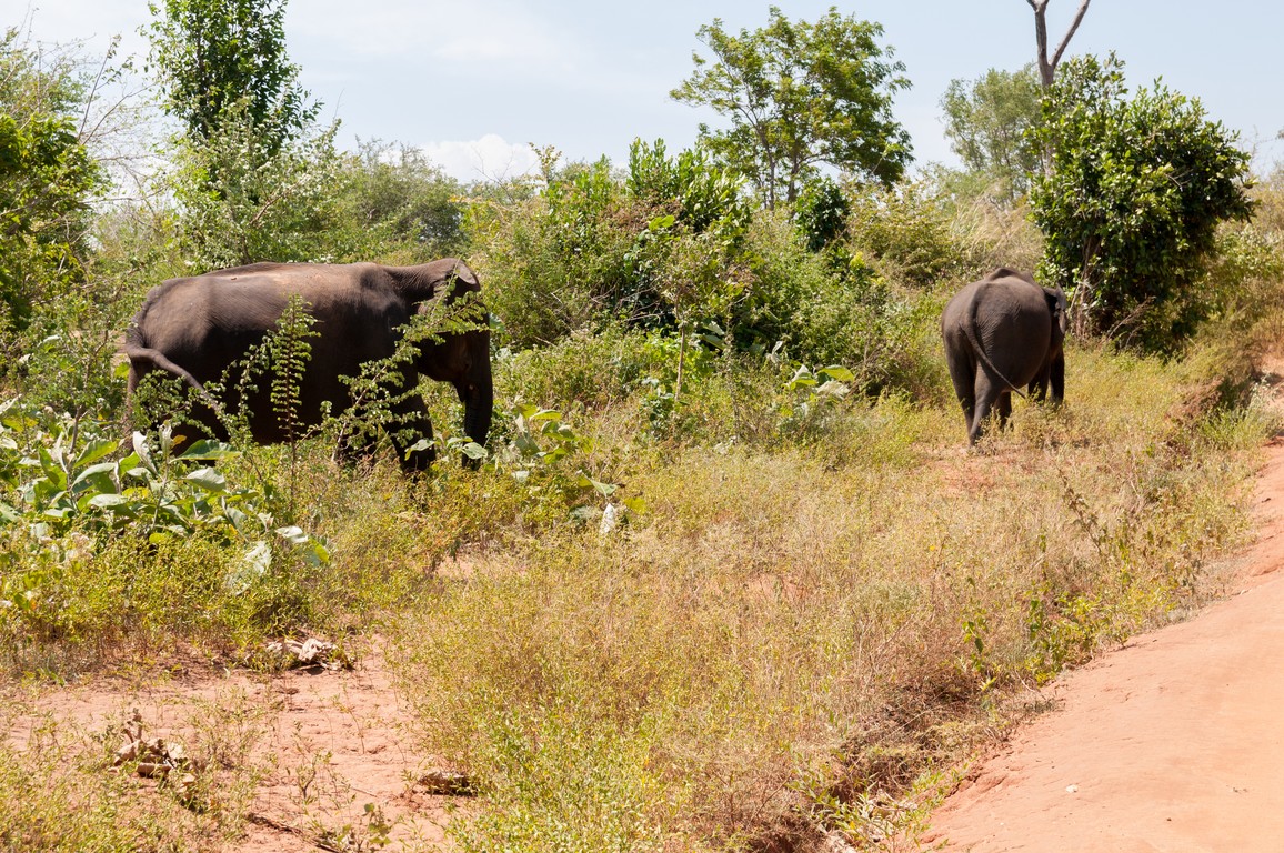 Sri Lanka 2017-7527.jpg