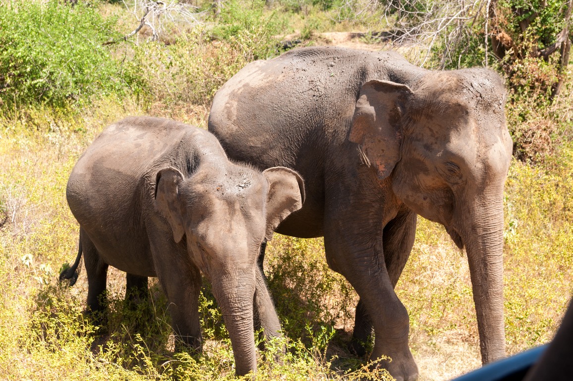 Sri Lanka 2017-7551.jpg