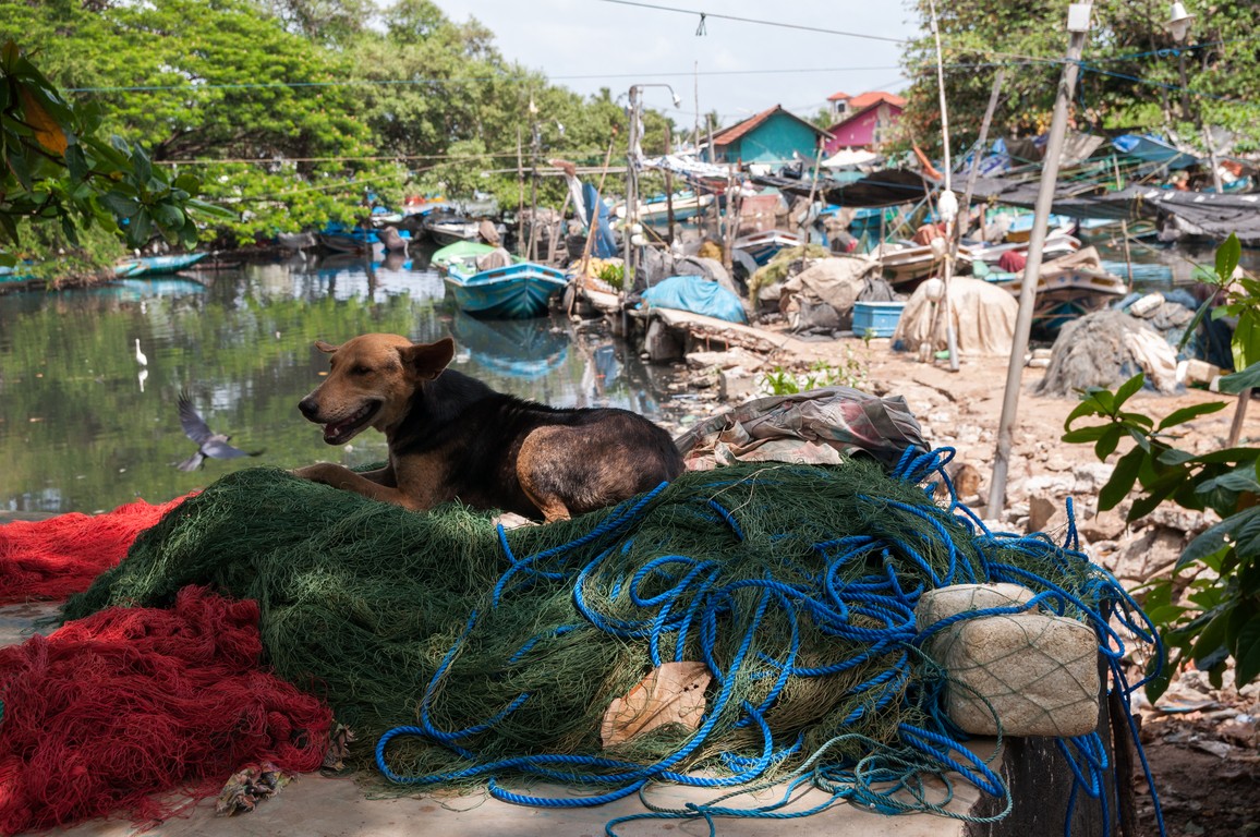 Sri Lanka 2017-7656.jpg