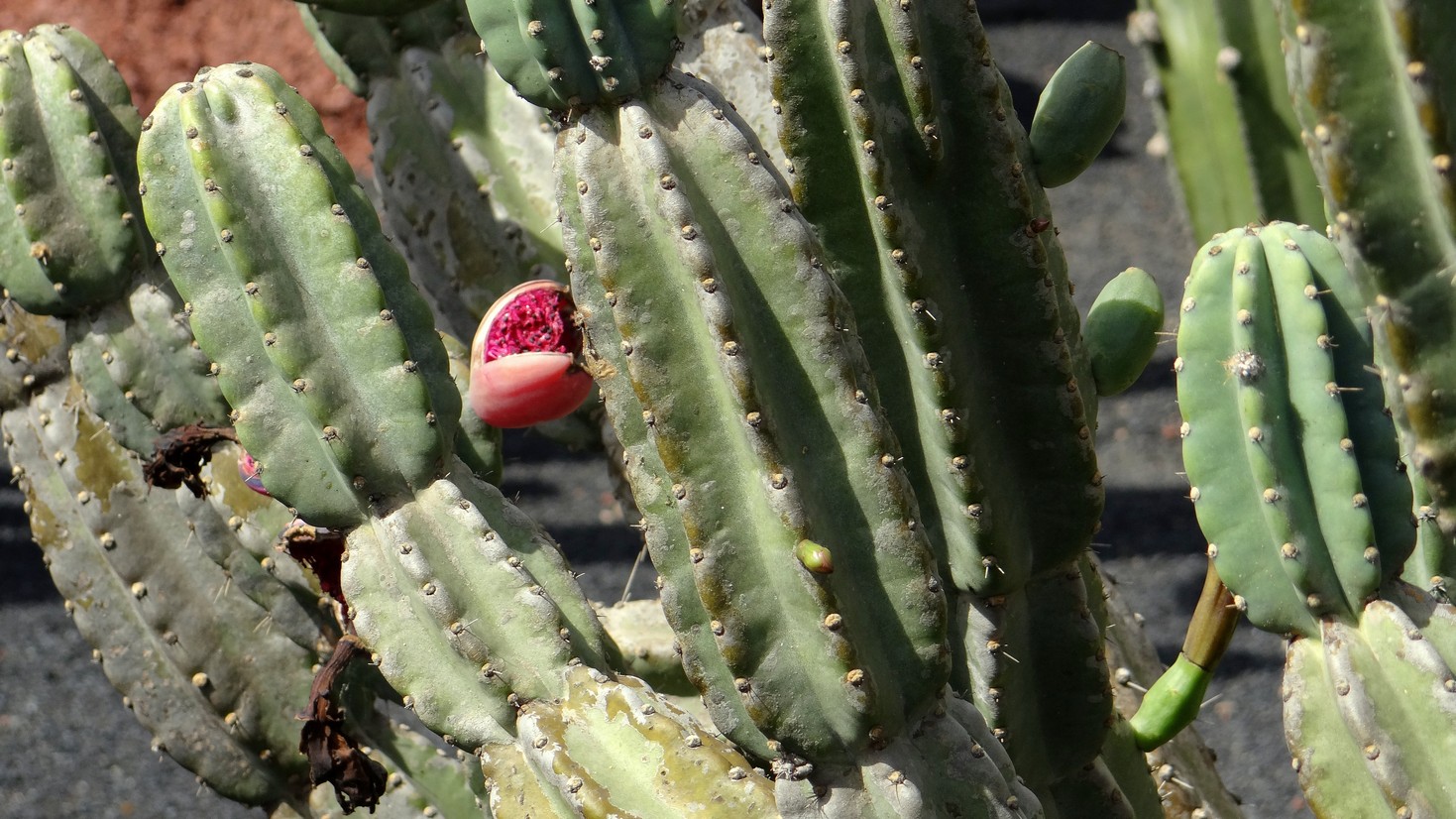 Lanzarote025.jpg