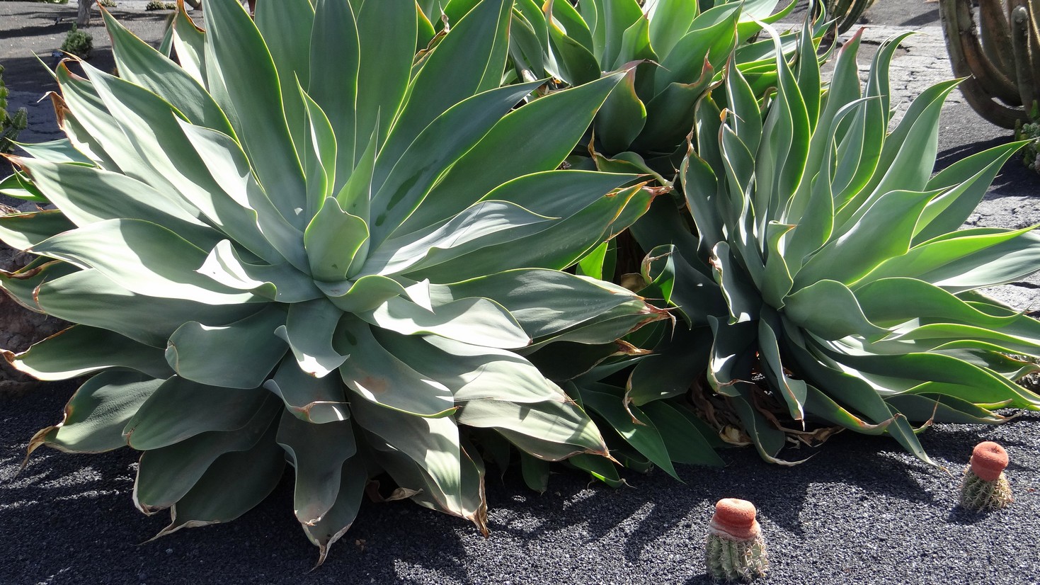 Lanzarote026.jpg