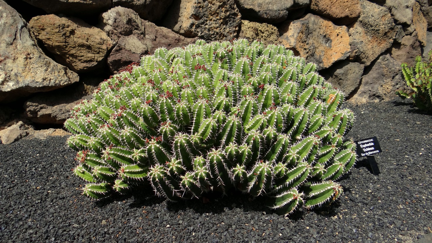 Lanzarote030.jpg