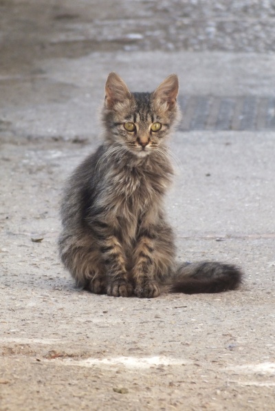 DSCF8517.jpg