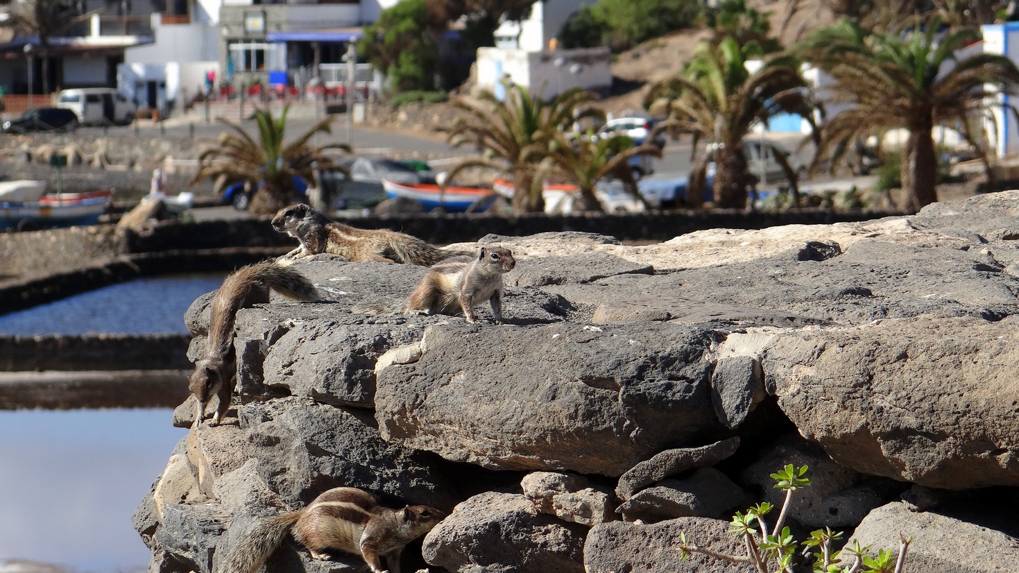 Fuerteventura10.jpg