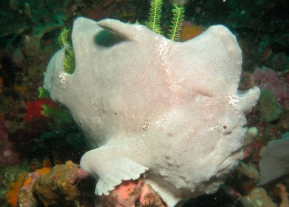 frogfish.jpg