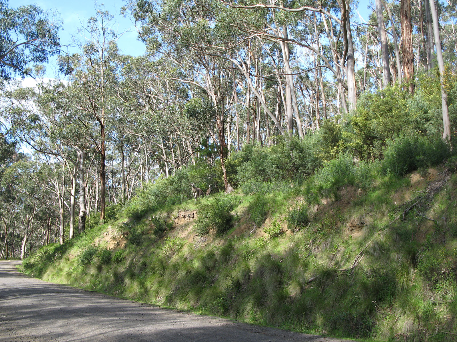 IMG12.JPG