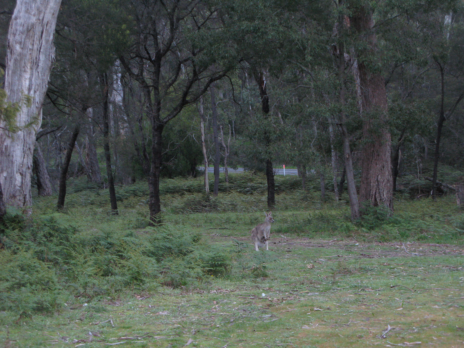 IMG38.JPG