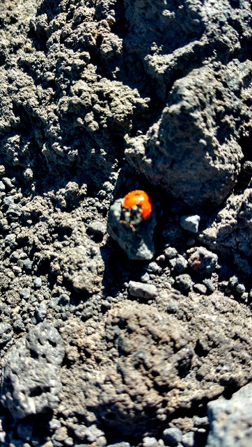 etna 5.jpg