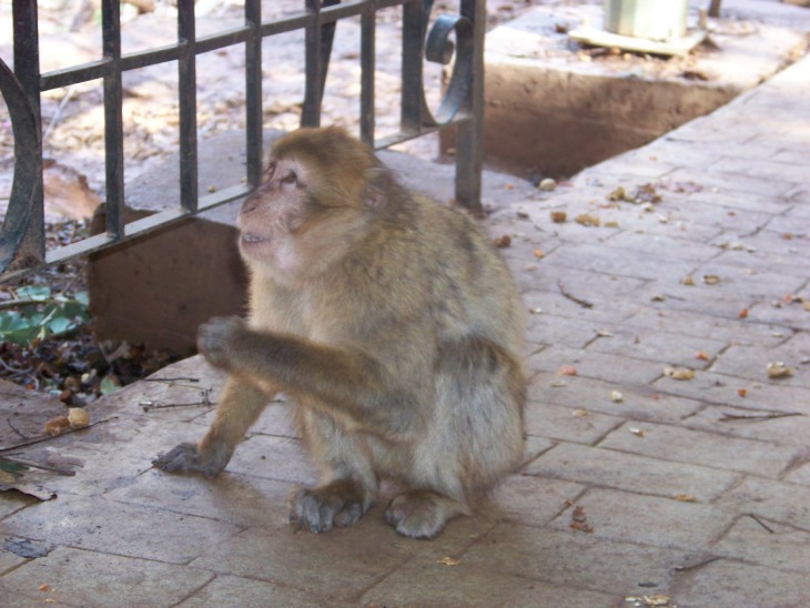 ozoudmonkey.jpg