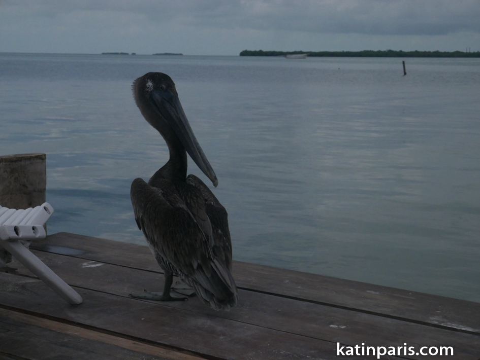 belize (13 of 25).jpg