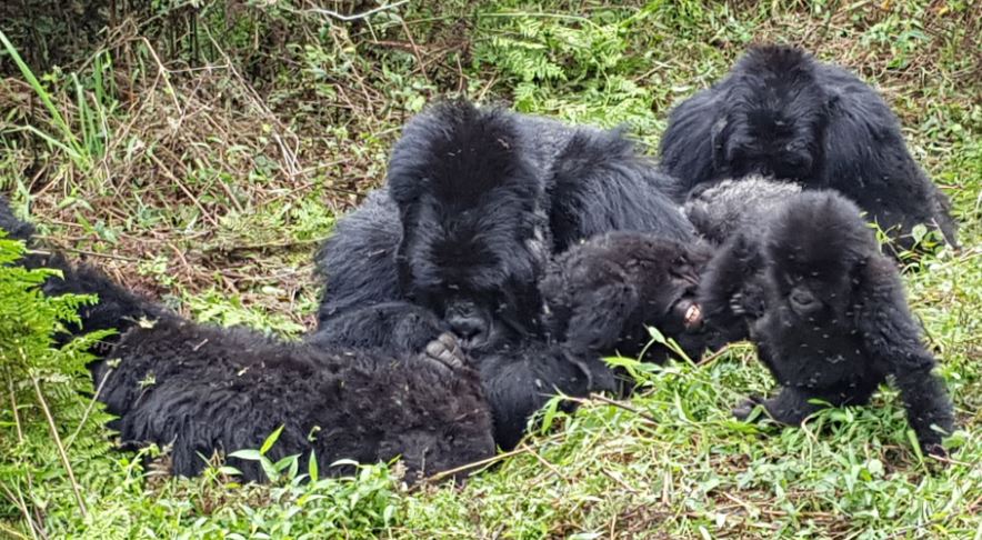gorilla2.JPG