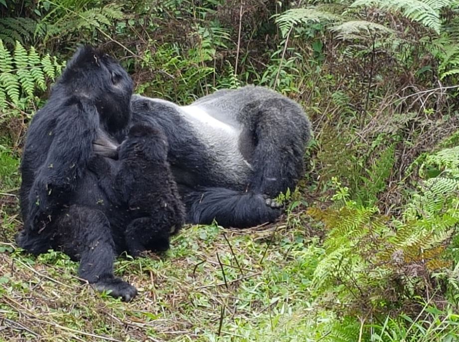 gorilla4.JPG