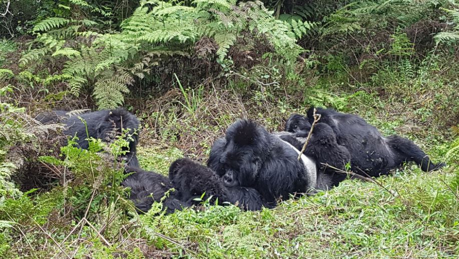 gorilla5.JPG