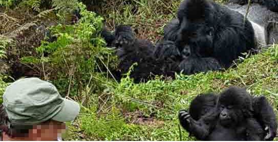 gorilla3.JPG