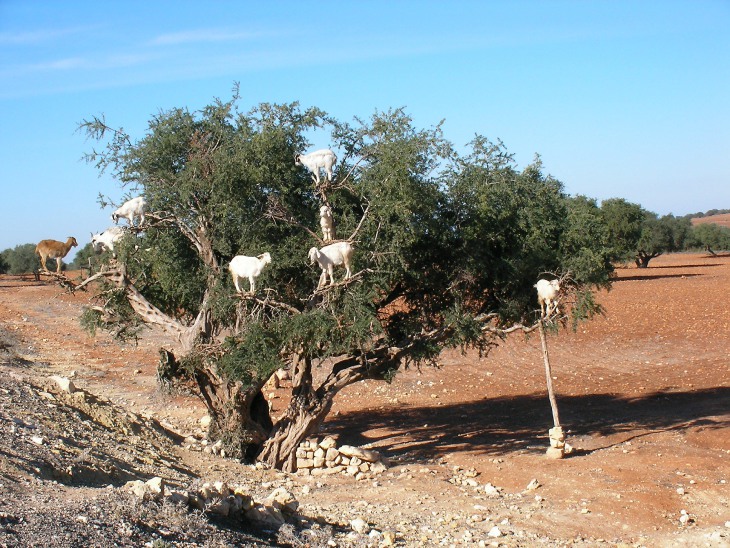 Argan_goat.jpg