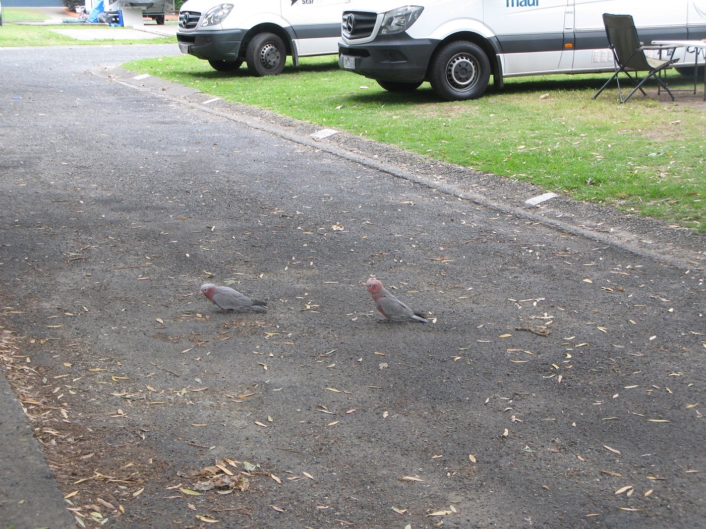 IMG156.JPG