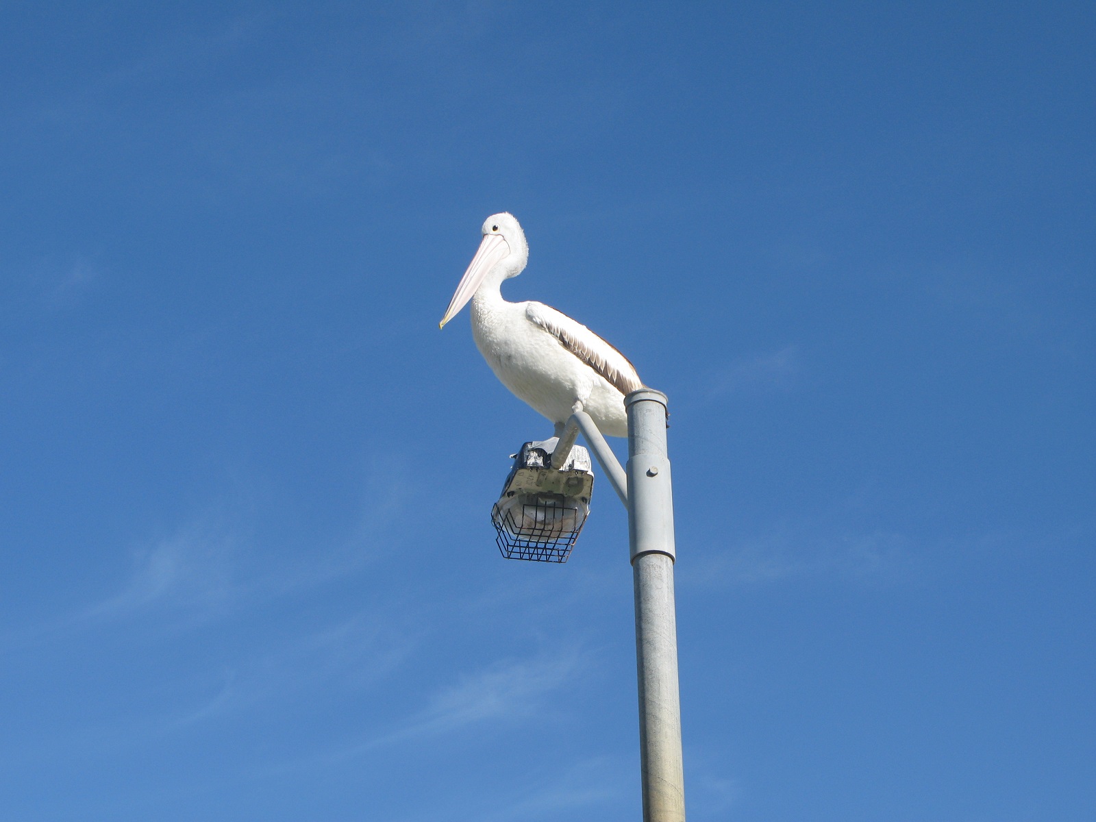 IMG186.JPG