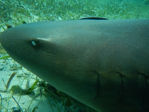 DSCN1078.jpg