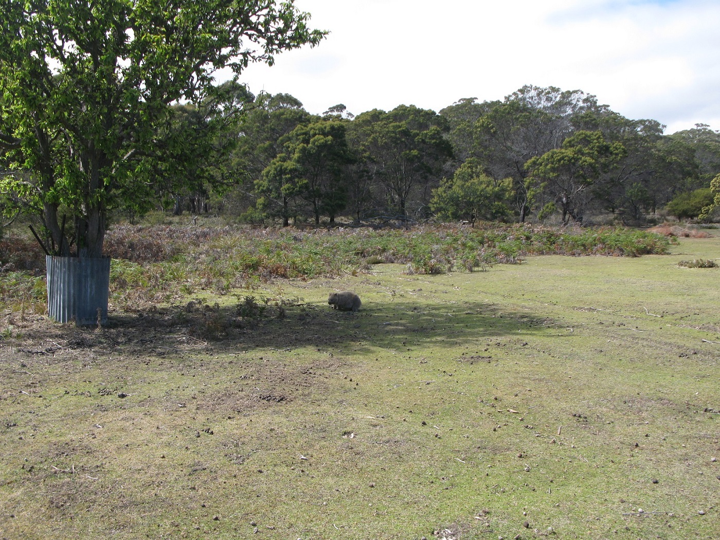 IMG267.JPG
