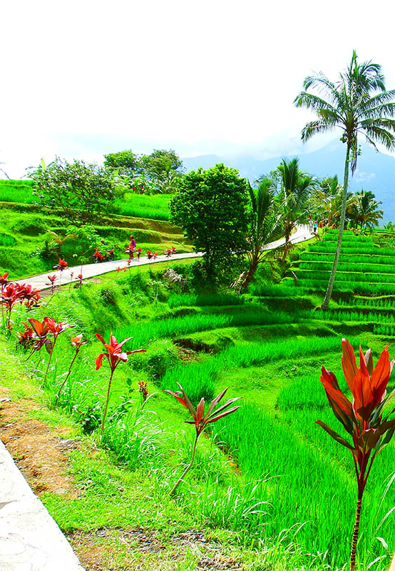 Jatiluwih Green Land.jpg