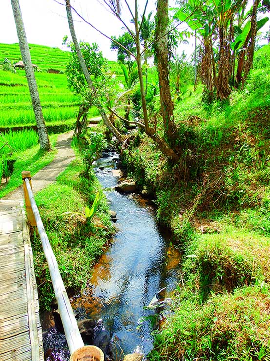 Jatiluwih Green Land2.jpg