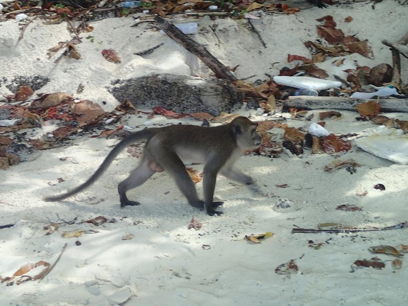 SAM_4337 (2)_Monkey_Beach.JPG