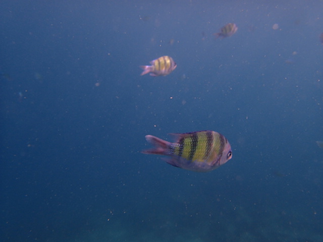 SAM_4535__Lohlanah_Bay.JPG