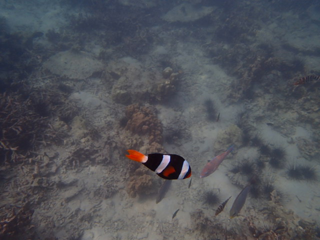 SAM_4535_Lohlanah_Bay.JPG