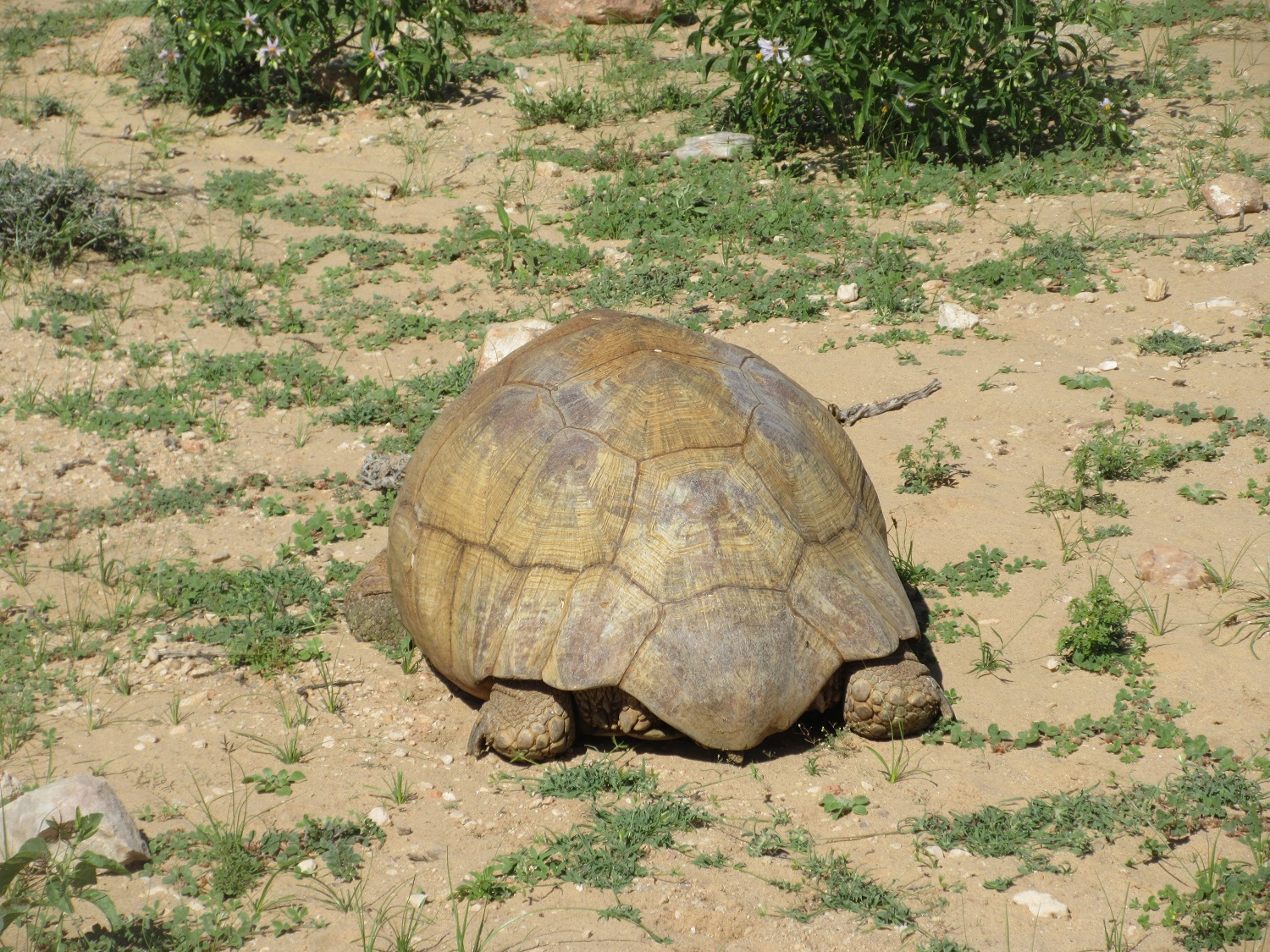 IMG_4254.JPG