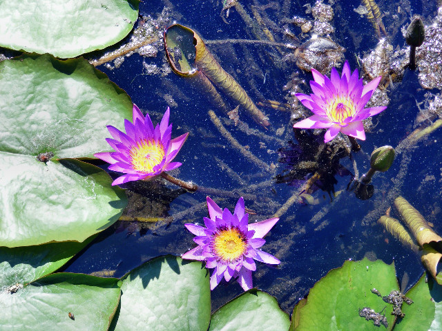 DSCF5708.JPG