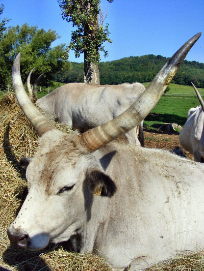 DSCF7134.JPG