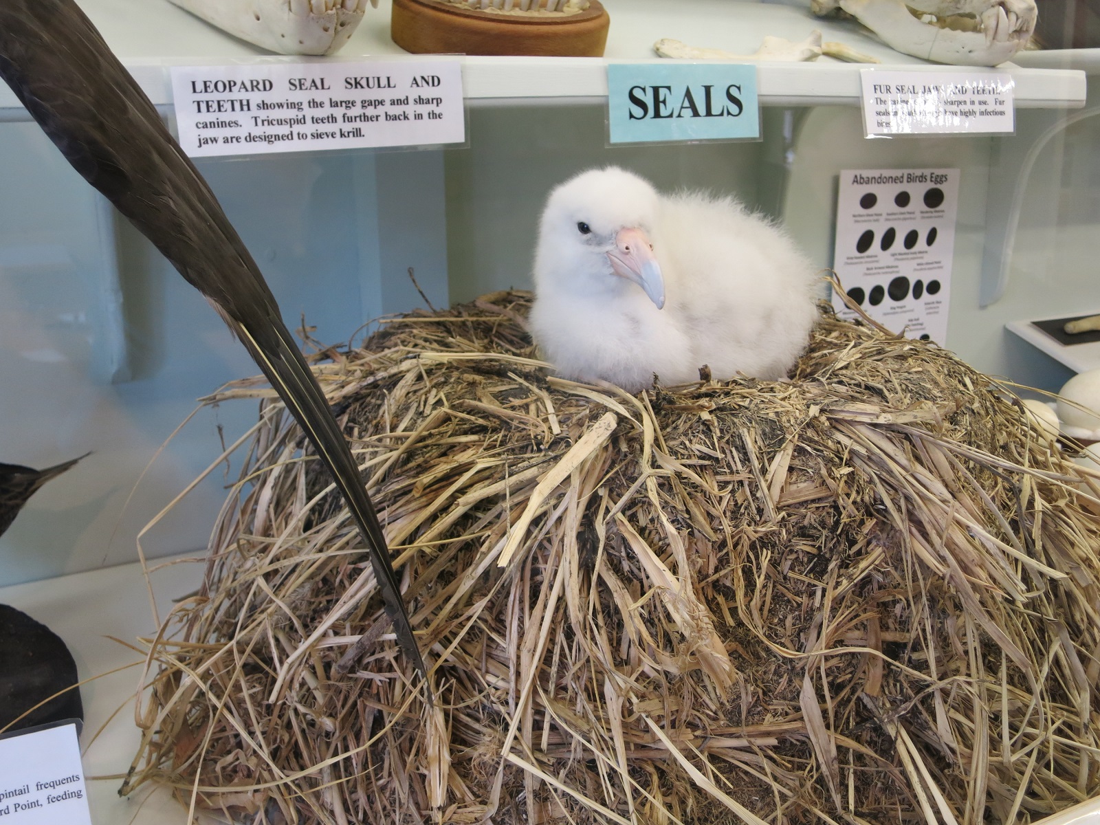 Grytviken muzeum gniazda albatrosa wędrownego.JPG
