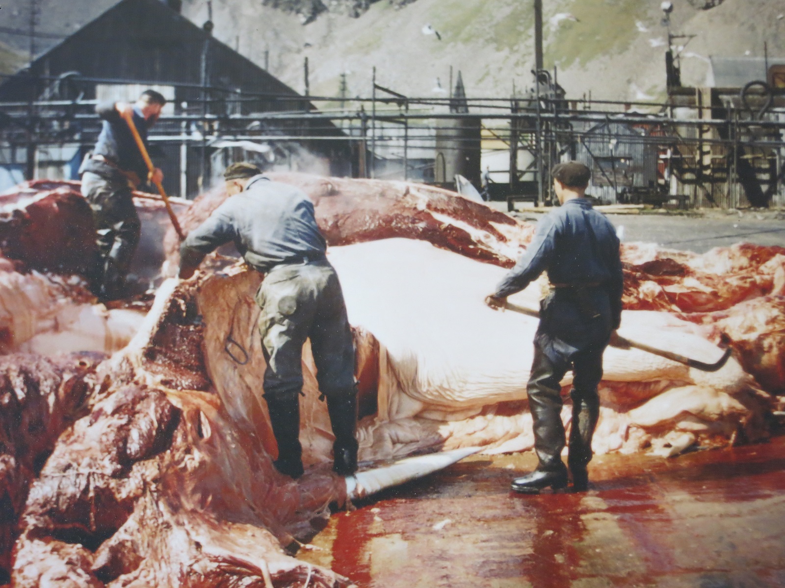 Grytviken wielorybnicy.JPG