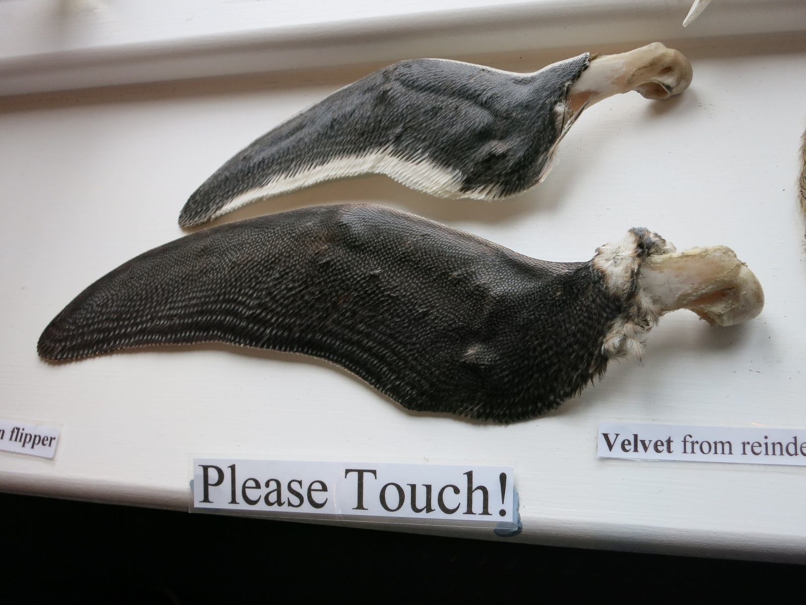 Grytviken muzeum dotknij.JPG