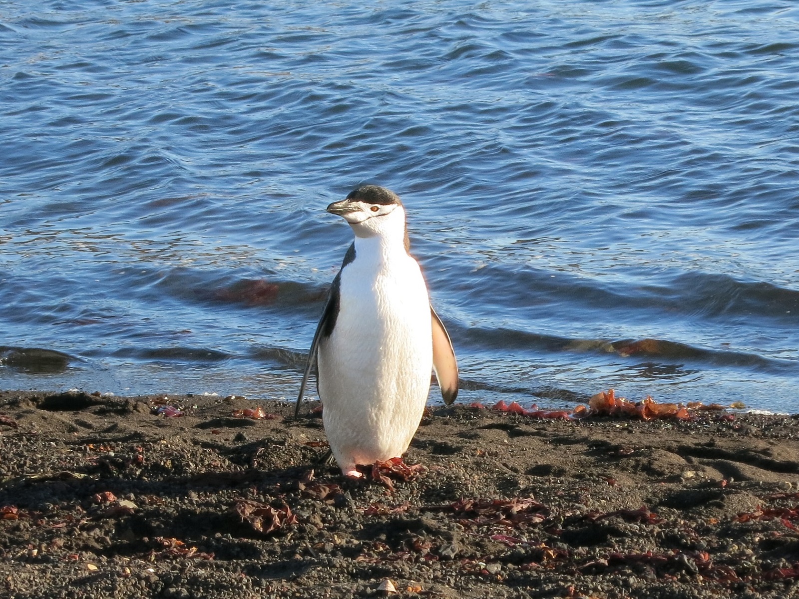 Deception Island pingwin antarktyczny 1.jpg